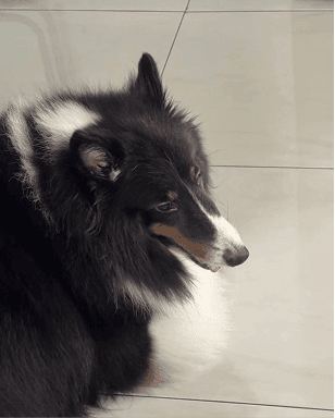 Hazel